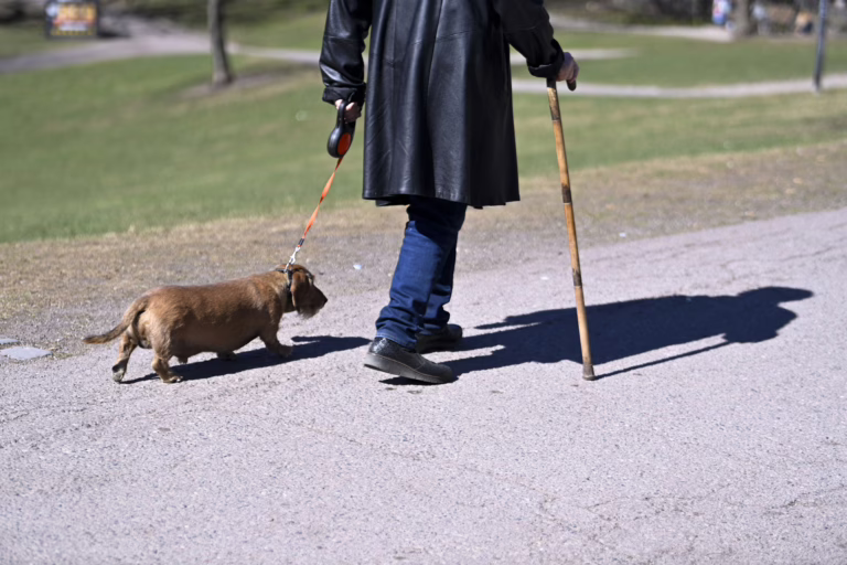 Ikäihminen ulkoiluttamassa koiraa. LEHTIKUVA / VILJA SIRVIÖ