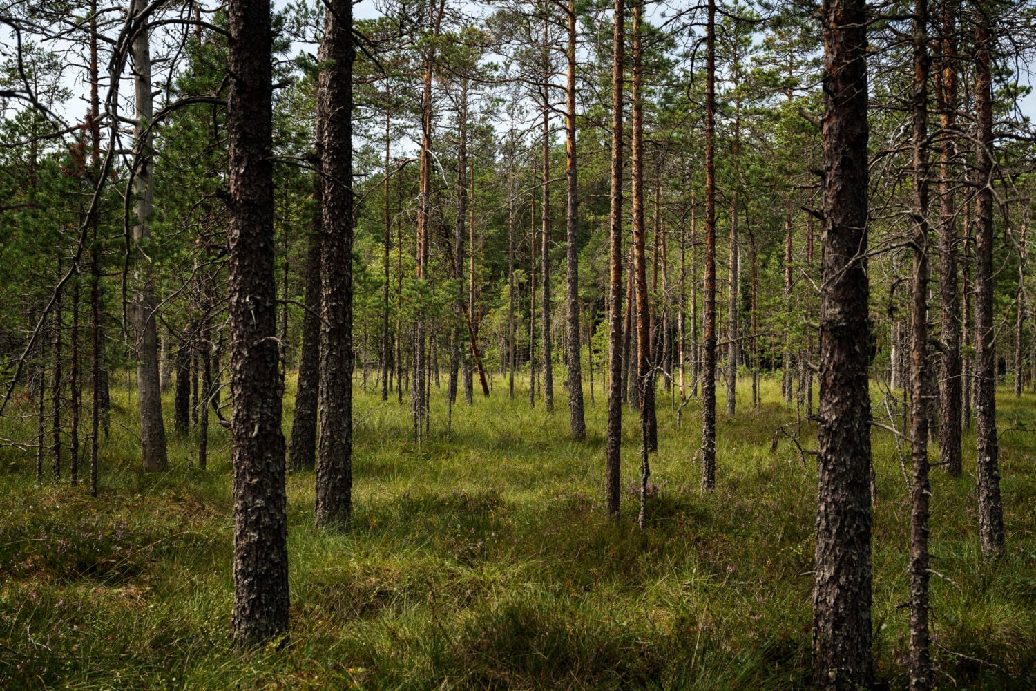 Metsä Hyvinkään Kurkisuolla. LEHTIKUVA / RONI REKOMAA