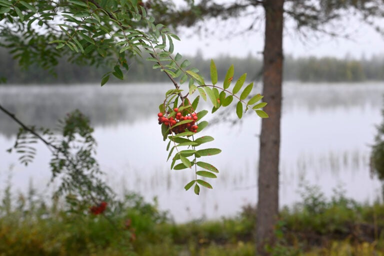 Keuruun Huhkojärvi. LEHTIKUVA / HEIKKI SAUKKOMAA