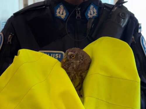 Varpuspöllö poliisin hallussa. POLIISI/ELÄINKLINIKKA SAARI