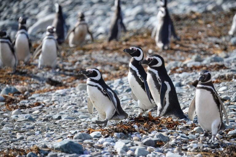 Patagonianpingviinejä. WIKIMEDIA COMMONS/FLICKR/LWOLFARTIST, CC-BY-2.0