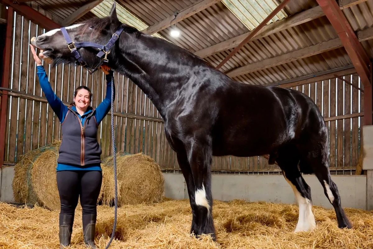Lähes kaksimetrisen hevosen kasvua seurataan tarkasti. / Guinness World Records