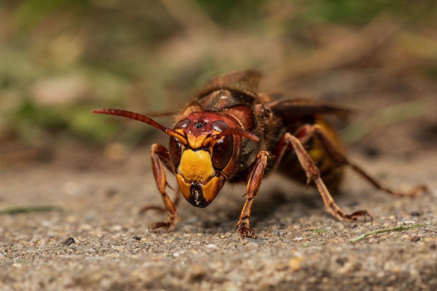 Vespa orientalis muistuttaa etäisesti ampiaista, mutta on sitä huomattavasti kookkaampi. PEXELS