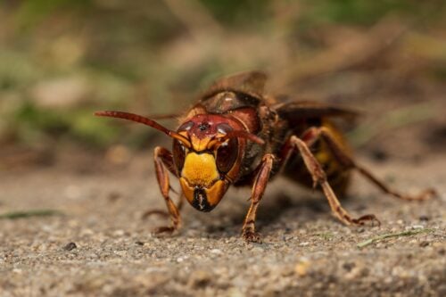 Vespa orientalis muistuttaa etäisesti ampiaista, mutta on sitä huomattavasti kookkaampi. PEXELS