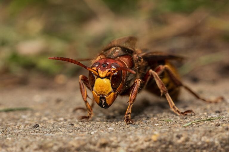 Vespa orientalis muistuttaa etäisesti ampiaista, mutta on sitä huomattavasti kookkaampi. PEXELS