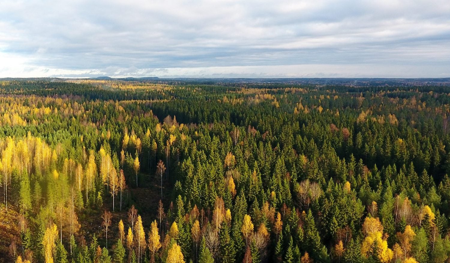 Metsänomistaja ei voi luottaa pelkästään kunnan omistamiin teihin. LEHTIKUVA / VESA MOILANEN