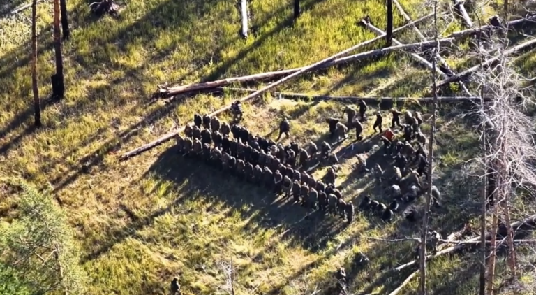 Vastahyökkäyksessä antautuneita venäläissotilaita. / ab3.army