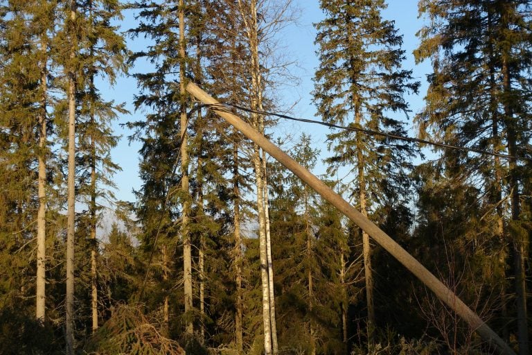 Hannes-myrskyn kaatamien kuusien alle jäänyt sähkölinja Ilmajoella sunnuntaina 28. joulukuuta 2025. LEHTIKUVA / TEEMU SALONEN