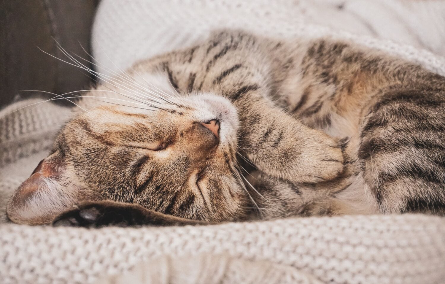 Kissa nukkumassa. PEXELS